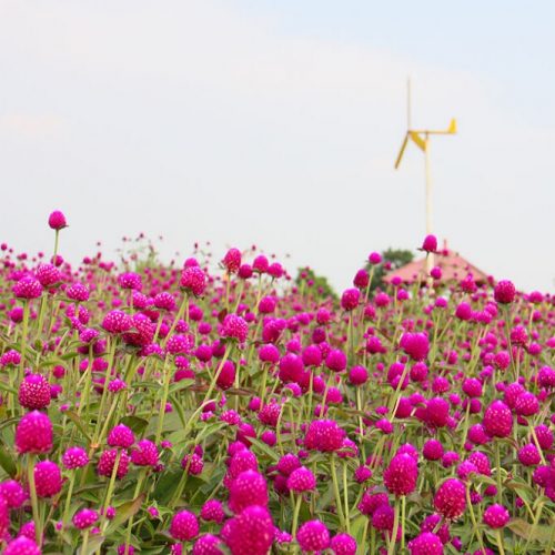 广州花都香草世界拓展基地